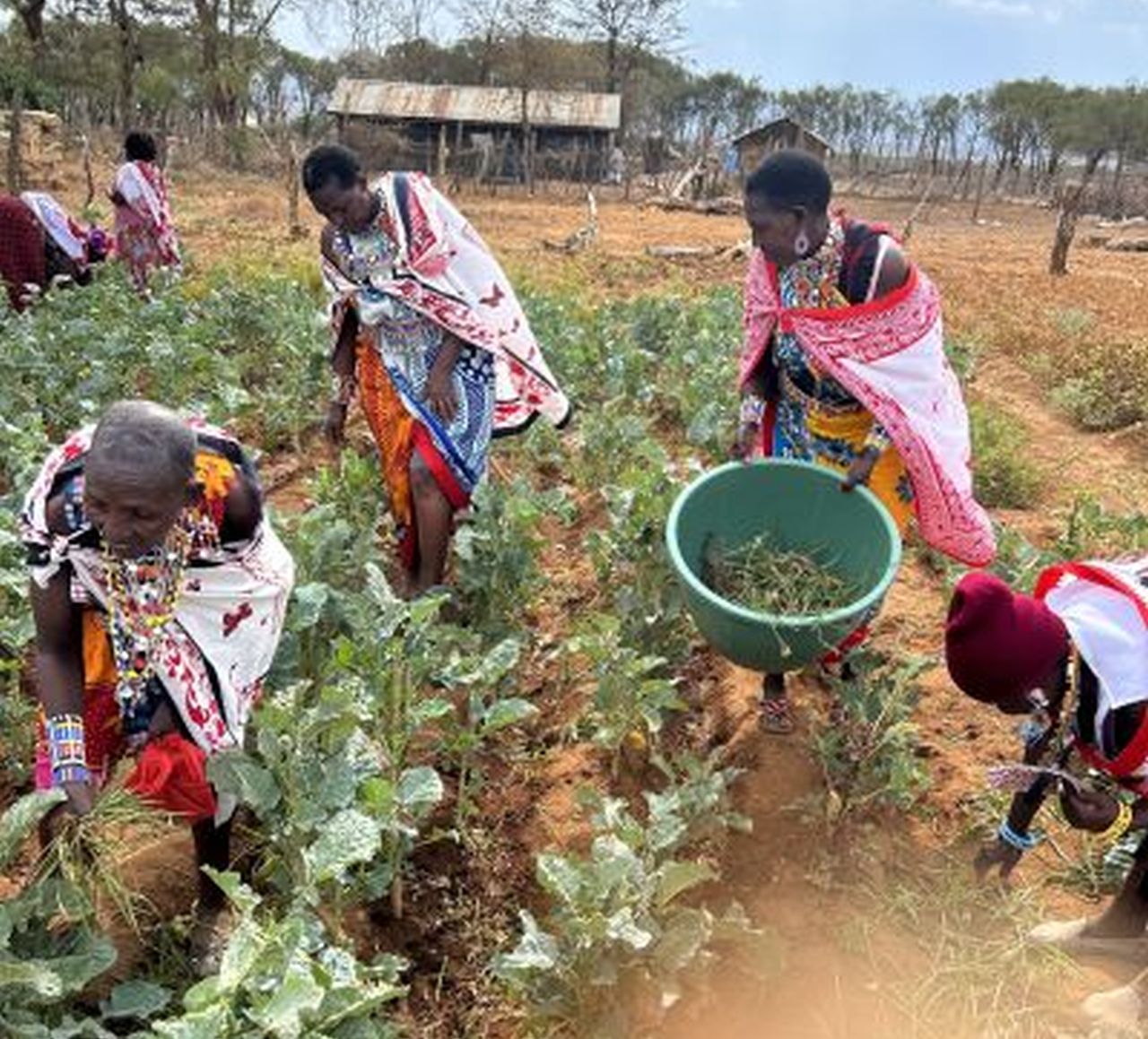 empowering people sustainable agriculture